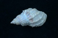 藏品(衣裳核螺 )的圖片